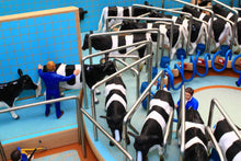 Load image into Gallery viewer, Bt2500 Rotary Milking Parlour With Free Britains Cow And Feeder Set Farm Buildings & Stables (1:32