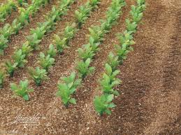 JL23386 Juweela Sugar Beet Plants (25 x Plants)