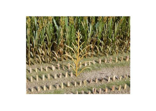 JL23289 Juweela Maize Plants Brown 50 Pcs