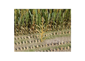JL23289 Juweela Maize Plants Brown 50 Pcs