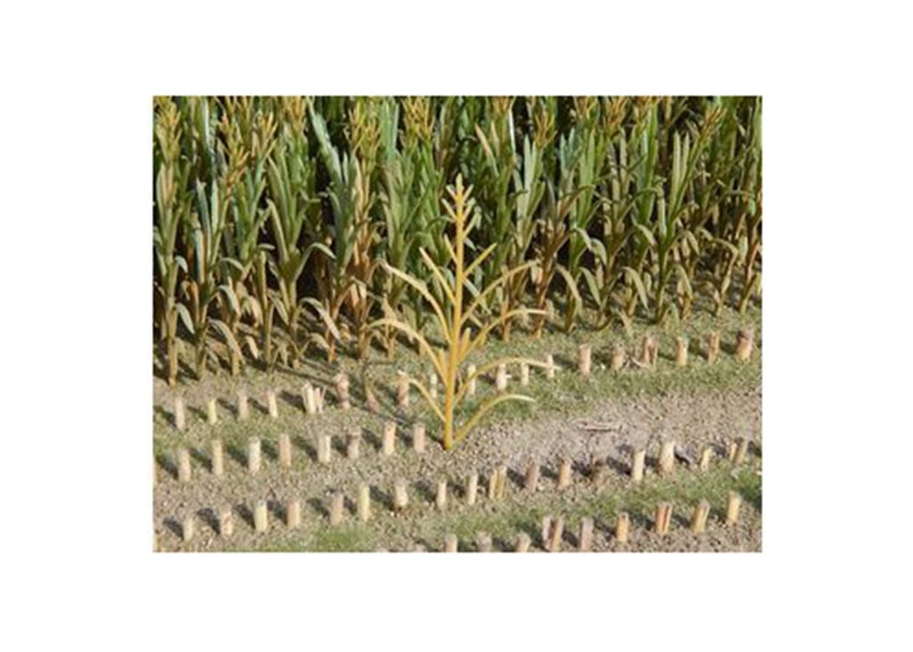 JL23289 Juweela Maize Plants Brown 50 Pcs
