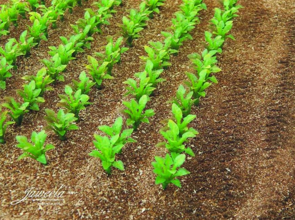 JL23387 Juweela Sugarbeet Plants (approx 2cm high) 50 Pcs