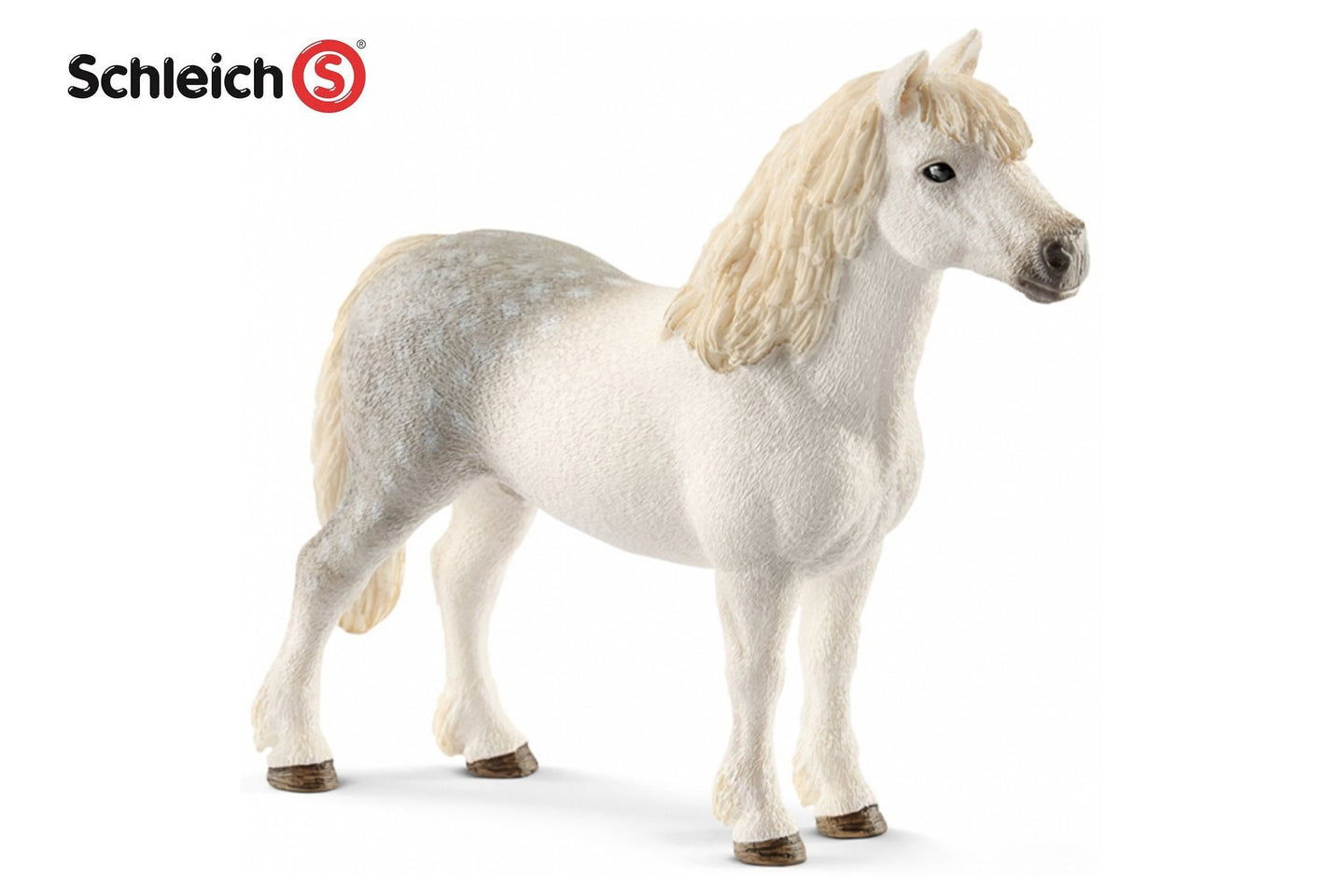 SL13871 Welsh Pony Stallion