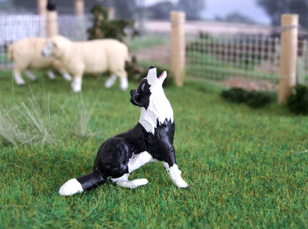 HLT WMA13 HLT Farm Border Collie Badger